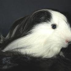 Marsvin Koreska's Xanadu*Sheltie*