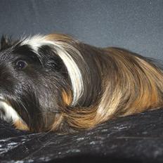 Marsvin Hr.Sylvester *Coronet*