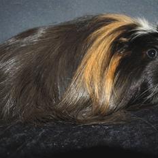 Marsvin Hr.Sylvester *Coronet*