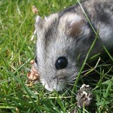 Dværghamster Oswald R.I.P ;-(