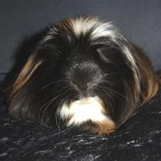 Marsvin Hr.Sylvester *Coronet*