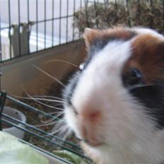 Marsvin Mico 2001-2007