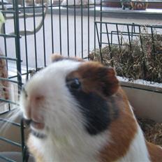 Marsvin Mico 2001-2007