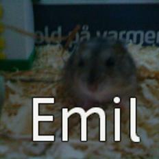 Dværghamster | Emil <3 :'-*  | R.I.P 