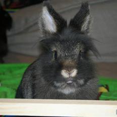 Kanin Charlie †R.I.P 8.9.'08†