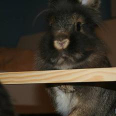 Kanin Charlie †R.I.P 8.9.'08†