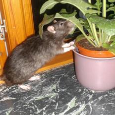 Tamrotte Max Rest In Peace