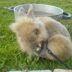 Kanin Krügers "Zulu Junior"