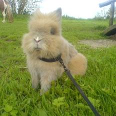 Kanin Krügers "Zulu Junior"