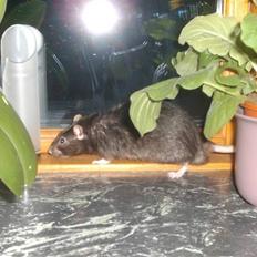 Tamrotte Max Rest In Peace