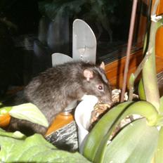 Tamrotte Max Rest In Peace