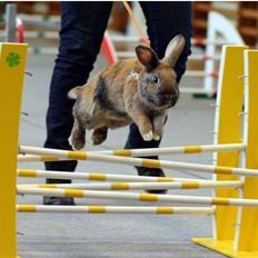 Kanin Rubin´s †Pakuna Al Capone