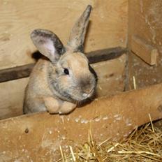 Kanin Rubin´s †Pakuna Al Capone