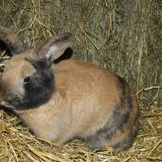 Kanin Rubin´s †Pakuna Al Capone