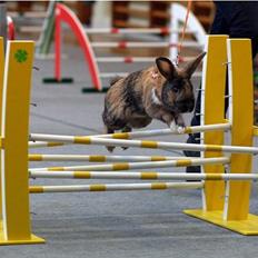 Kanin Rubin´s † Blobber† 