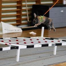 Kanin Rubin´s † Blobber† 