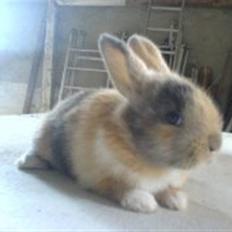 Kanin Rubin´s † Blobber† 