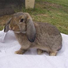 Kanin Nakupenda Sunberry