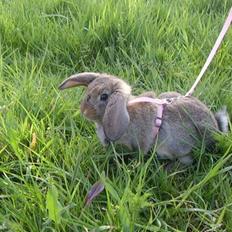 Kanin Nakupenda Sunberry