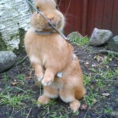 Kanin Just Prince  Ønie Forever