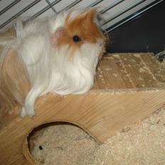 Marsvin Golden Delicious R.I.P