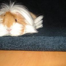 Marsvin Golden Delicious R.I.P