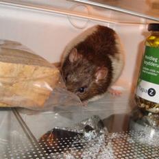 Tamrotte Eskild R.I.P