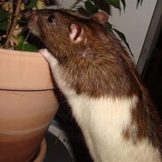 Tamrotte Eskild R.I.P