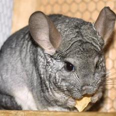 Chinchilla Sammy