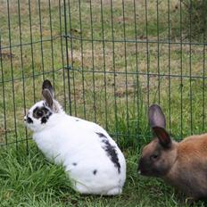 Kanin Pjuske Fortzgaard