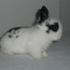 Kanin Speedy *solgt*