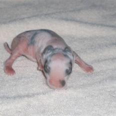 Kanin Speedy *solgt*