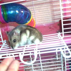 Dværghamster Prada (R.I.P)