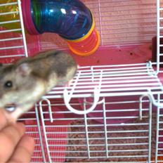 Dværghamster Prada (R.I.P)