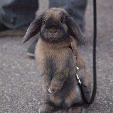 Kanin Stampe ( Gris ) :D