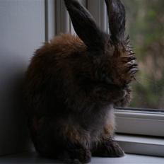 Kanin Stampe ( Gris ) :D