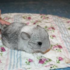 Chinchilla Silis' Spotted White