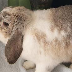 Kanin Ronja Elsket og savnet