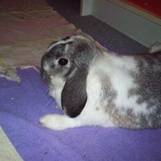 Kanin Ronja Elsket og savnet