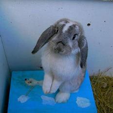 Kanin Ronja Elsket og savnet