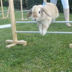 Kanin Punker † R.I.P :'( †