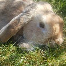 Kanin Punker † R.I.P :'( †