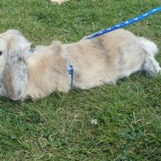 Kanin Punker † R.I.P :'( †