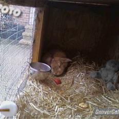 Kanin AM´s Snuske<3 Død d. 27-06.2010!