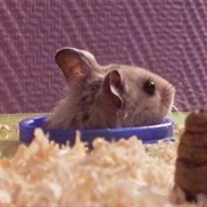 Hamster Felix (R.I.P.)