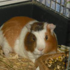 Marsvin | † Memo † | [R.I.P]