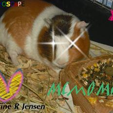 Marsvin | † Memo † | [R.I.P]