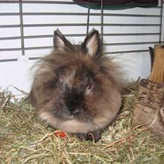 Kanin - løvehoved Pjuske R.I.P.