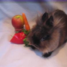 Kanin - løvehoved Pjuske R.I.P.