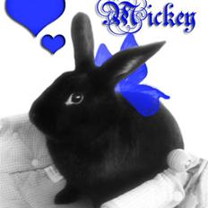 Kanin Mickey<3